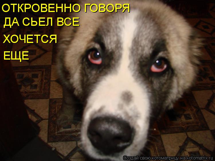 Котоматрица: ОТКРОВЕННО ГОВОРЯ ДА СЬЕЛ ВСЕ ХОЧЕТСЯ ЕЩЕ