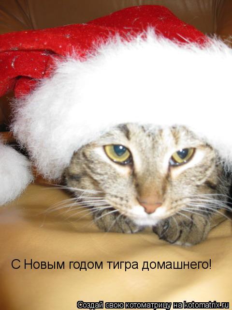 С Новым годом тигра домашнего!... Котоматрица: С Новым годом тигра домашнего!