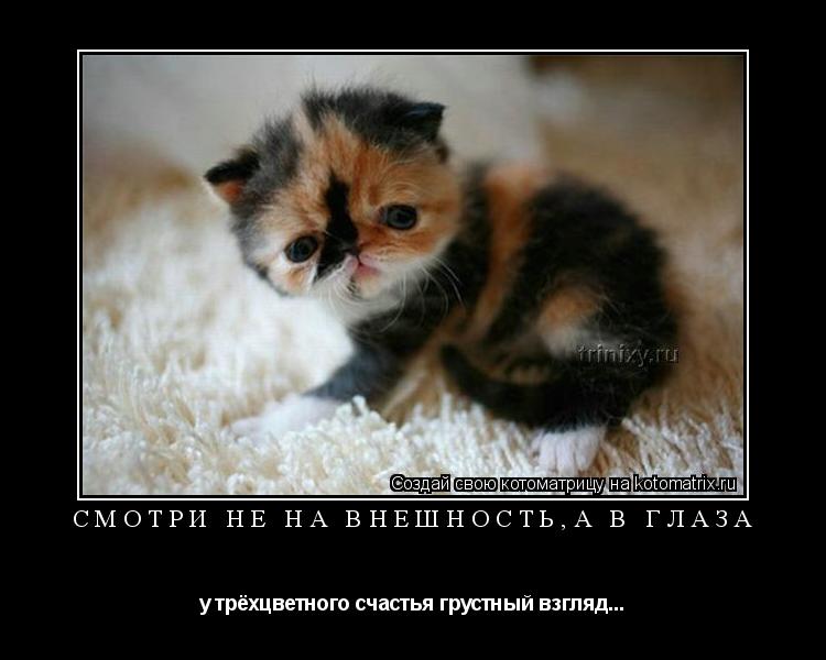 Смотри не на внешность,а в глаза у трёхцветного счастья грустный взгляд...... Котоматрица: Смотри не на внешность,а в глаза у трёхцветного счастья грустный взгляд...