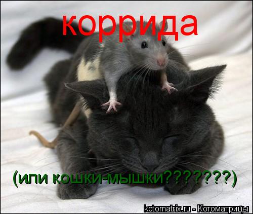 Котоматрица: коррида (или кошки-мышки???????)