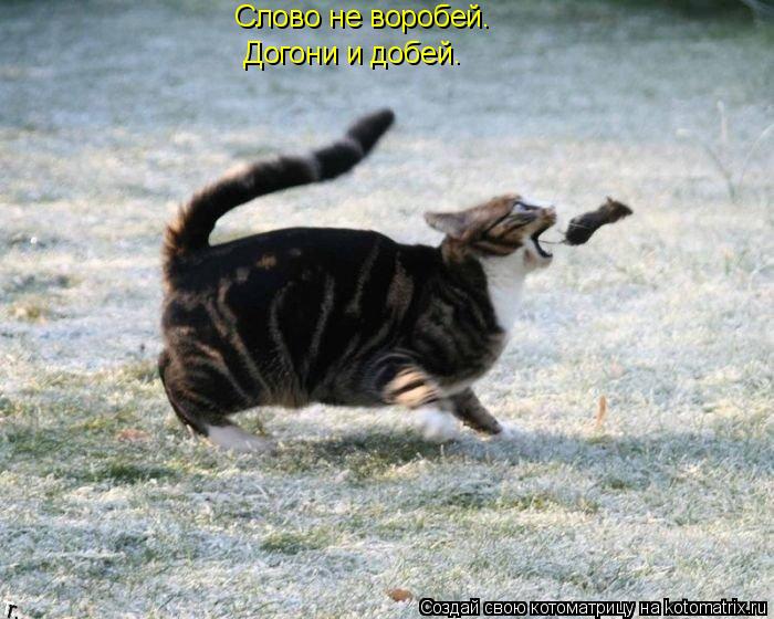 Котоматрица: Слово не воробей. Догони и добей.