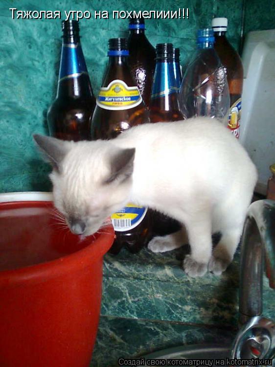 Тяжолая утро на похмелиии!!!... Котоматрица: Тяжолая утро на похмелиии!!!
