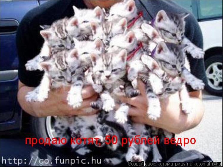 продаю котят, 50 рублей ведро... Котоматрица: продаю котят, 50 рублей ведро