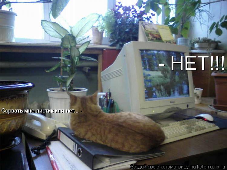 Сорвать мне листик или нет... - - НЕТ!!!... Котоматрица: Сорвать мне листик или нет... - - НЕТ!!!
