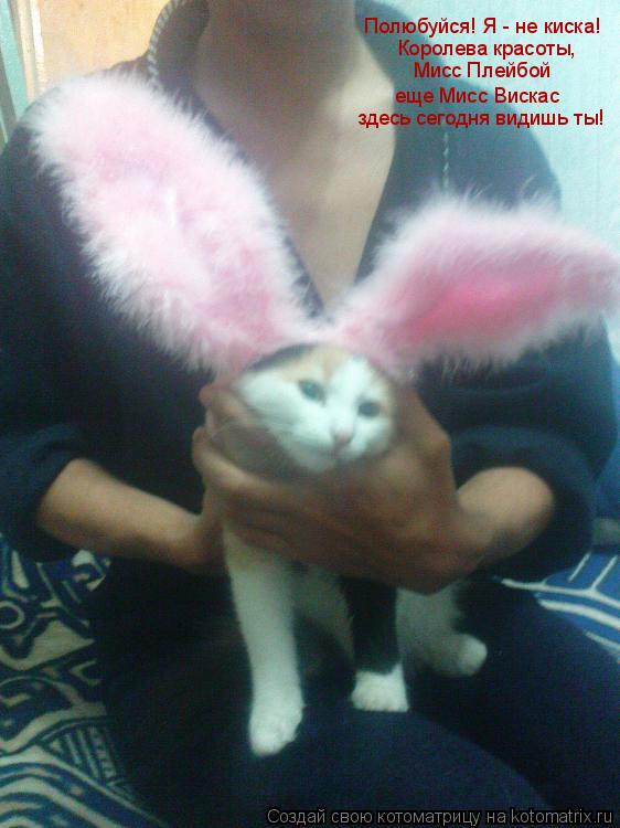 Котоматрица: Полюбуйся! Я - не киска! Королева красоты, Мисс Плейбой еще Мисс Вискас здесь сегодня видишь ты!