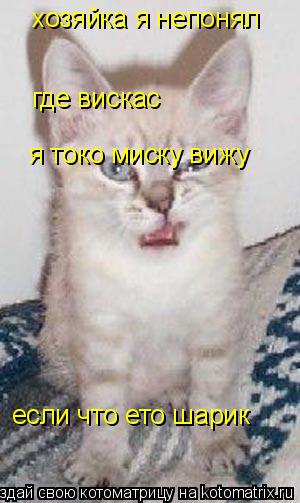 хозяйка я непонял где вискас я токо миску вижу если что ето шарик... Котоматрица: хозяйка я непонял где вискас я токо миску вижу если что ето шарик