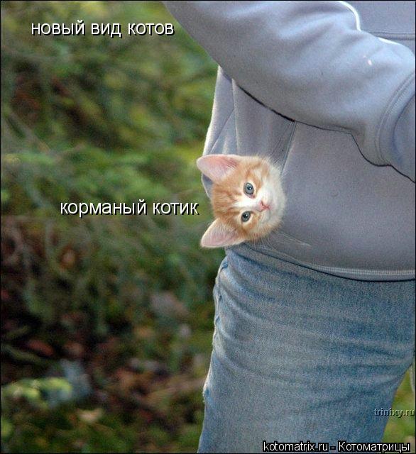 новый вид котов корманый котик... Котоматрица: новый вид котов корманый котик