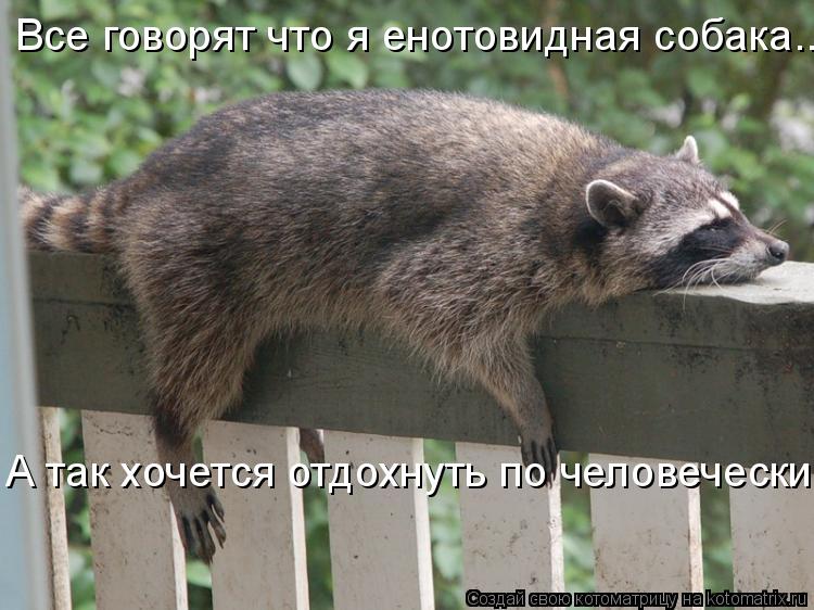 Все говорят что я енотовидная собака... А так хочется отдохнуть по человечески...... Котоматрица: Все говорят что я енотовидная собака... А так хочется отдохнуть по человечески...