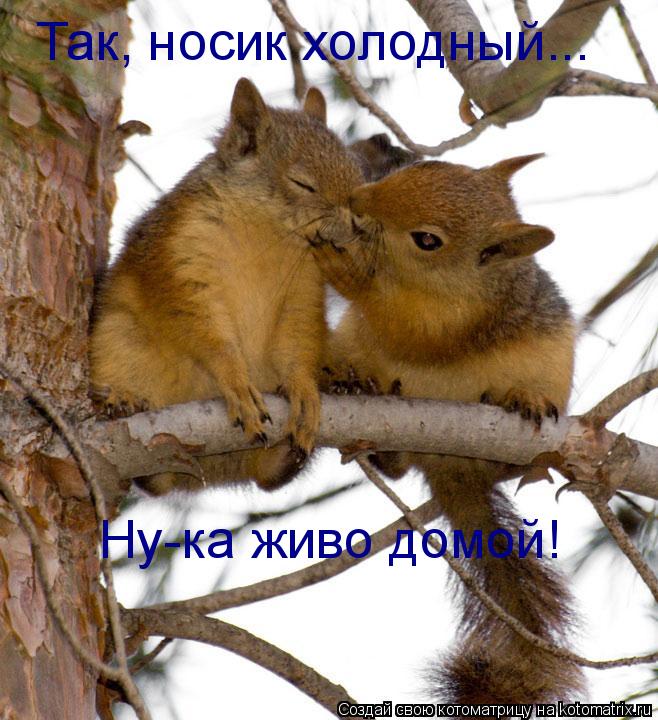 Так, носик холодный... Ну-ка живо домой!... Котоматрица: Так, носик холодный... Ну-ка живо домой!