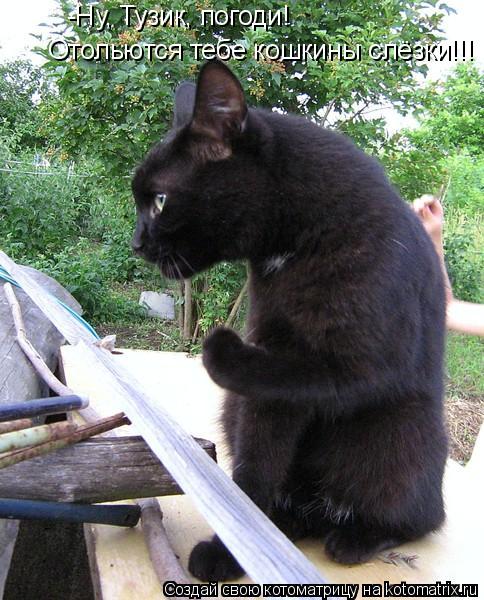 -Ну, Тузик, погоди! Отольются тебе кошкины слёзки!!!... Котоматрица: -Ну, Тузик, погоди! Отольются тебе кошкины слёзки!!!