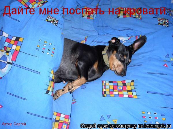 Котоматрица: Дайте мне поспать на кровати Автор:Сергей
