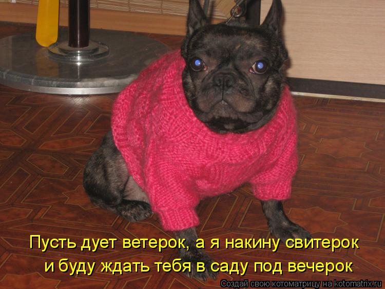 и буду ждать тебя в саду под вечерок Пусть дует ветерок, а я накину свитерок... Котоматрица: и буду ждать тебя в саду под вечерок Пусть дует ветерок, а я накину свитерок