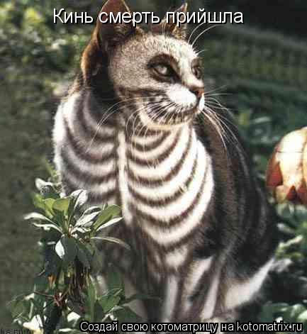 Котоматрица: Кинь смерть прийшла