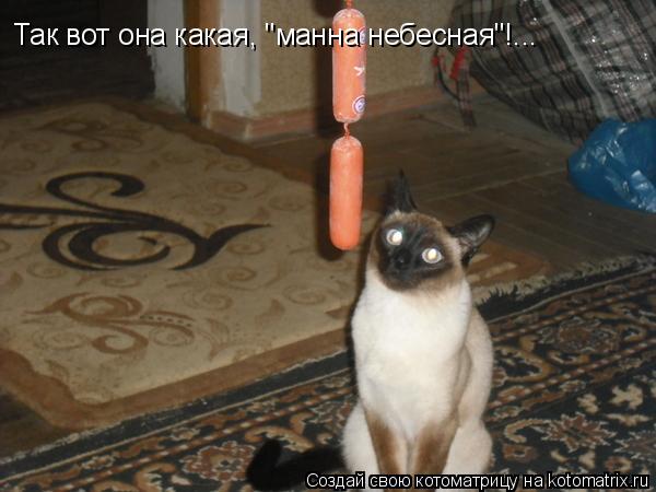 Котоматрица: Так вот она какая, "манна небесная"!...