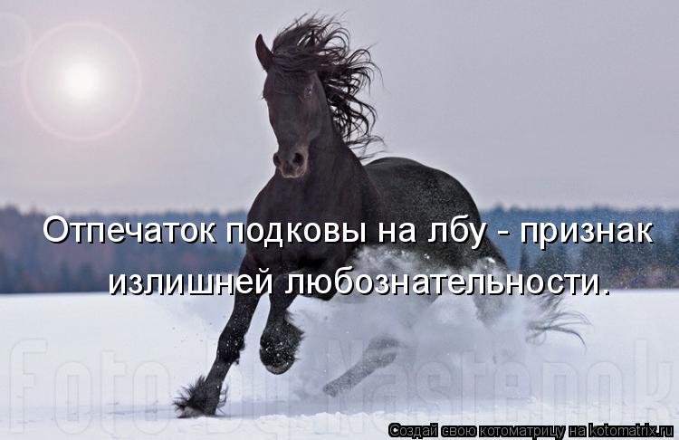 Котоматрица: Отпечаток подковы на лбу - признак  излишней любознательности.