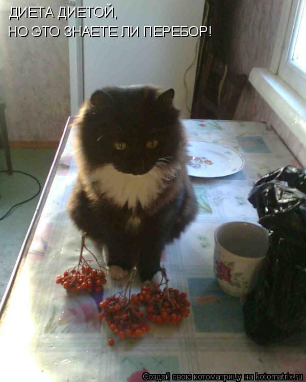 Котоматрица: ДИЕТА ДИЕТОЙ, НО ЭТО ЗНАЕТЕ ЛИ ПЕРЕБОР!
