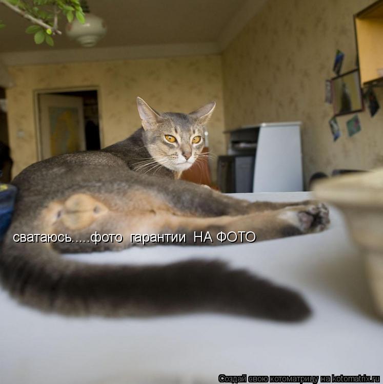 Котоматрица: сватаюсь.....фото  гарантии  НА ФОТО