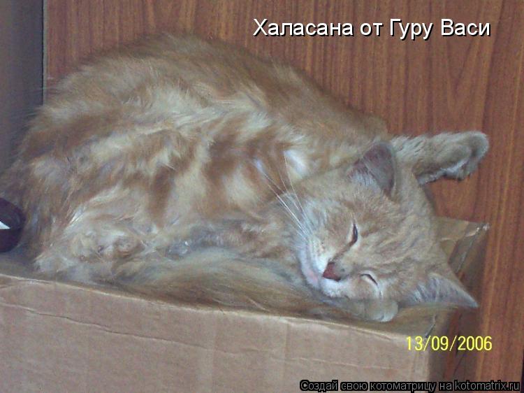 Котоматрица: Халасана от Гуру Васи