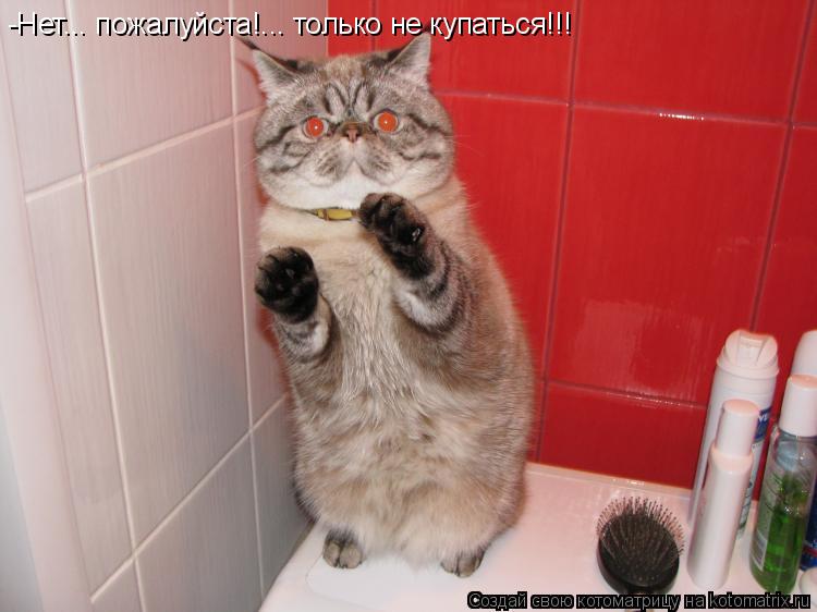 Котоматрица: -Нет... пожалуйста!... только не купаться!!!