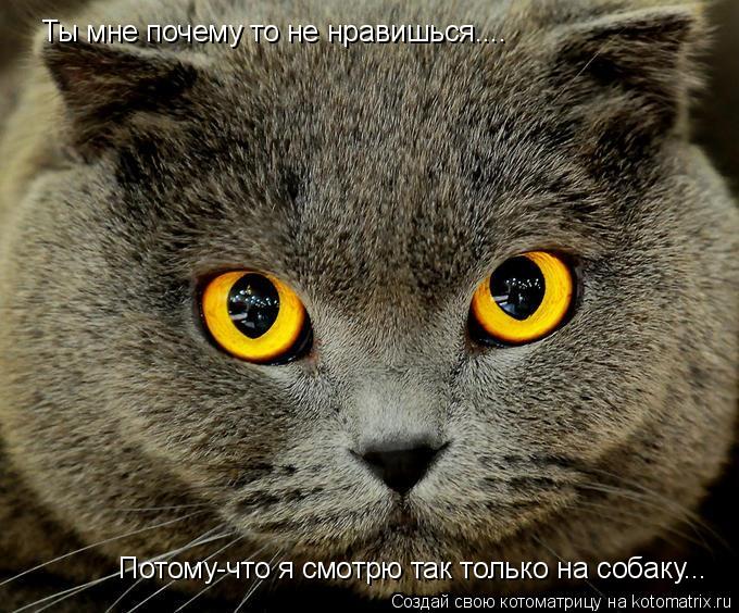 Котоматрица: Ты мне почему то не нравишься.... Потому-что я смотрю так только на собаку...