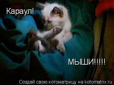 Котоматрица: Караул! МЫШИ!!!!!