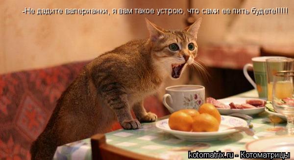 Котоматрица: -Не дадите валерианки, я вам такое устрою, что сами ее пить будете!!!!!
