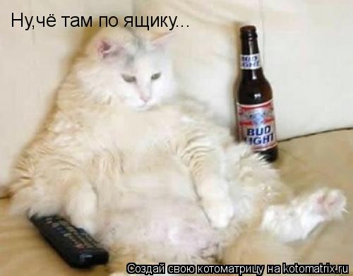 Котоматрица: Ну,чё там по ящику...