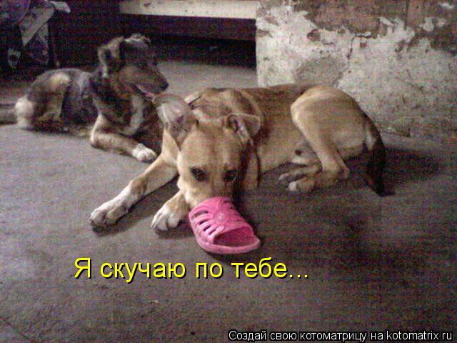 Котоматрица: Я скучаю по тебе...