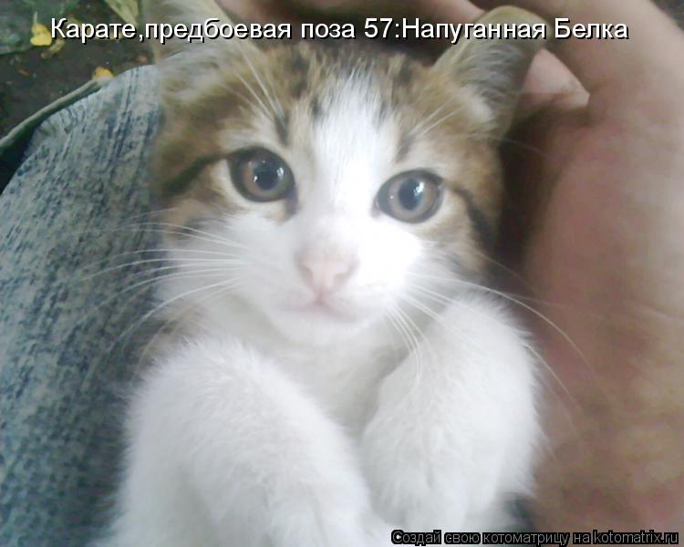 Котоматрица: Карате,предбоевая поза 57:Напуганная Белка
