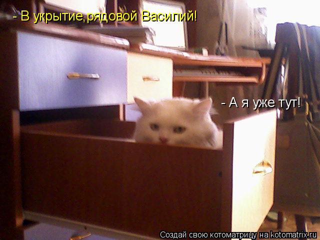Котоматрица: - В укрытие,рядовой Василий! - А я уже тут!