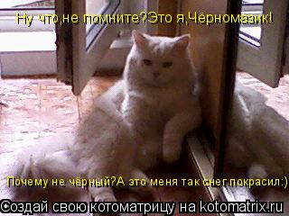 Котоматрица: Ну что,не помните?Это я,Чёрномазик! Почему не чёрный?А это меня так снег покрасил:)