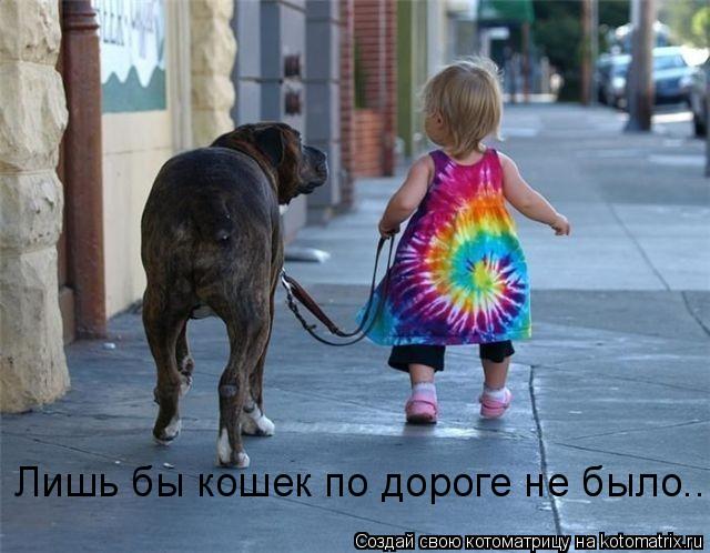Лишь бы кошек по дороге не было...... Котоматрица: Лишь бы кошек по дороге не было...