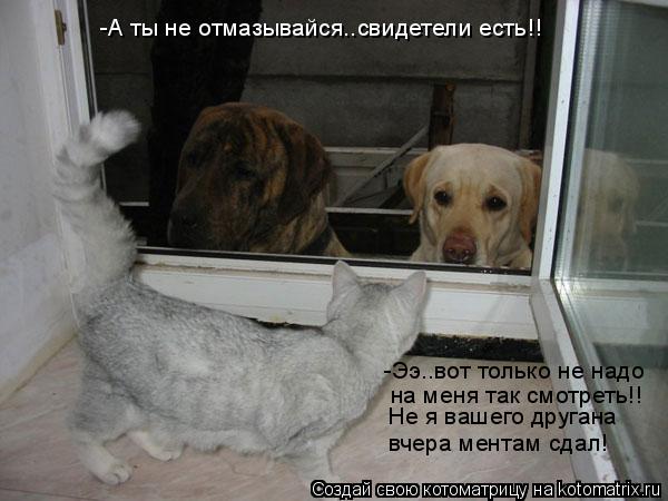 Котоматрица: -Ээ..вот только не надо на меня так смотреть!! Не я вашего другана вчера ментам сдал! -А ты не отмазывайся..свидетели есть!!