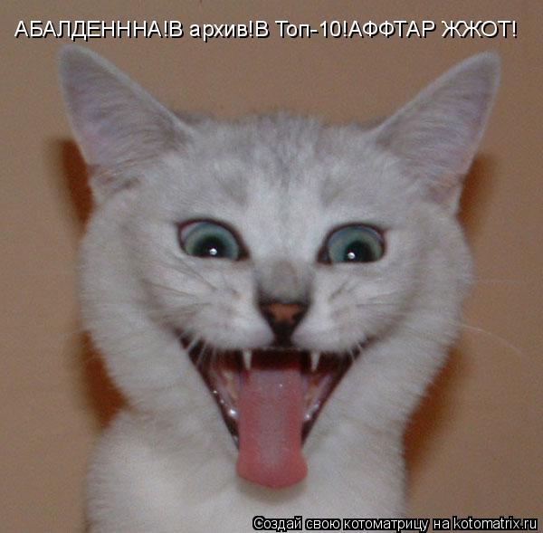 Котоматрица: АБАЛДЕНННА!В архив!В Топ-10!АФФТАР ЖЖОТ!