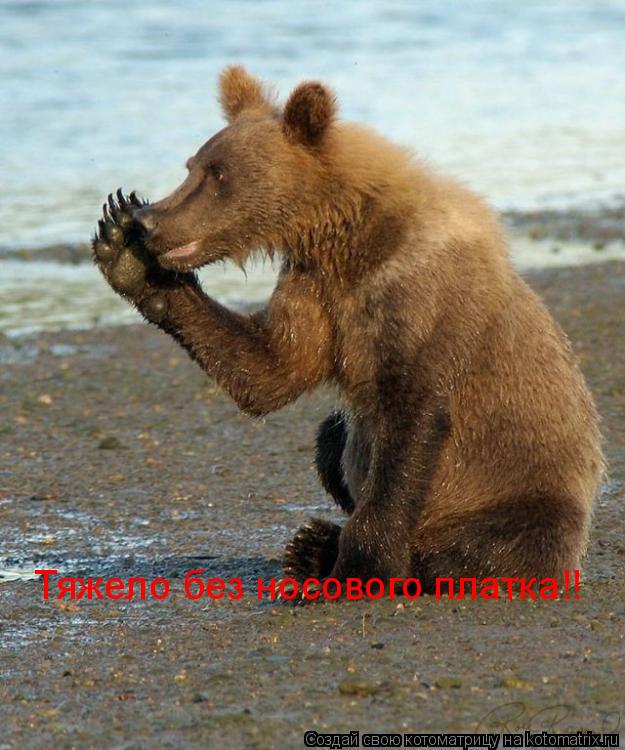 Котоматрица: Тяжело без носового платка!!