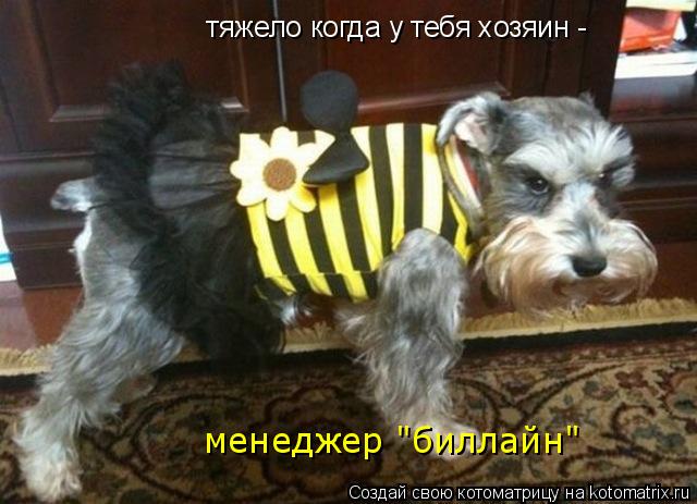 Котоматрица: тяжело когда у тебя хозяин -  менеджер "биллайн"