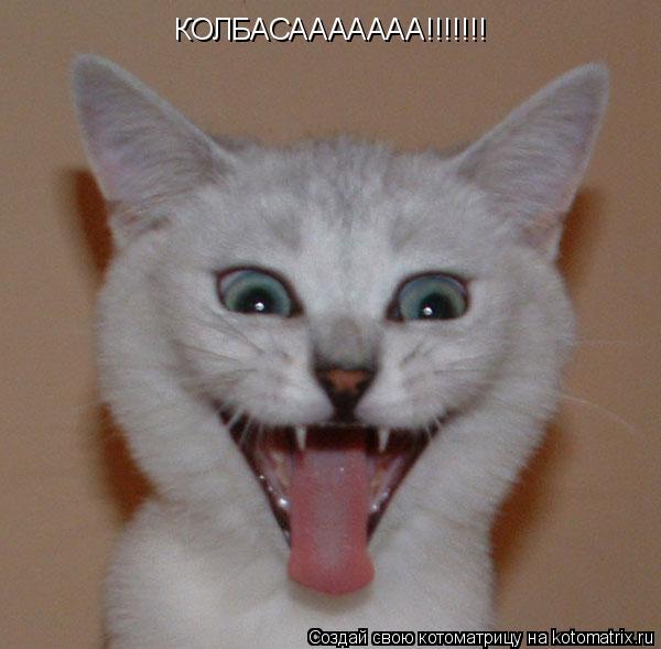 Котоматрица: КОЛБАСААААААА!!!!!!!