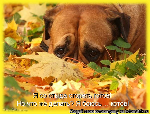 Я со стыда сгореть готов! Но что же делать? Я боюсь ... котов!... Котоматрица: Я со стыда сгореть готов! Но что же делать? Я боюсь ... котов!