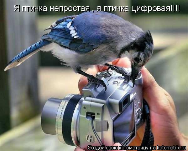 Котоматрица: Я птичка непростая , я птичка цифровая!!!!