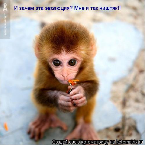 Котоматрица: И зачем эта эволюция? Мне и так ништяк!!