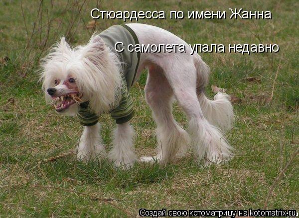 Котоматрица: Стюардесса по имени Жанна  С самолета упала недавно