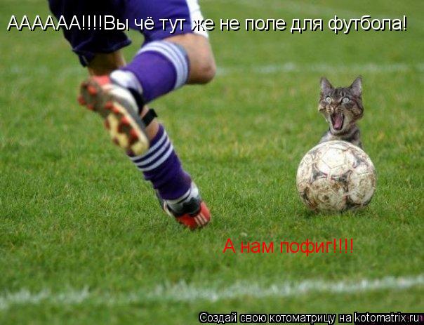 Котоматрица: АААААА!!!!Вы чё тут же не поле для футбола! А нам пофиг!!!!