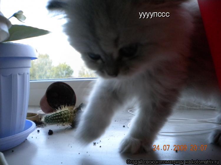 Котоматрица: уууупссс