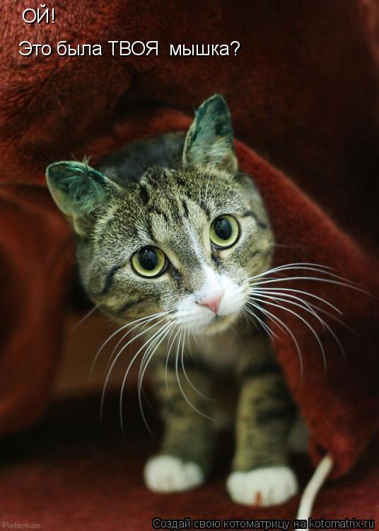 Котоматрица: ОЙ! Это была ТВОЯ  мышка?