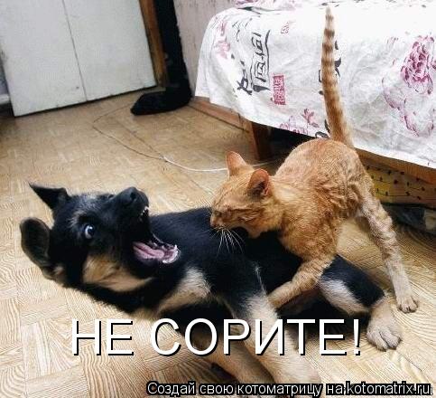 НЕ СОРИТЕ!... Котоматрица: НЕ СОРИТЕ!
