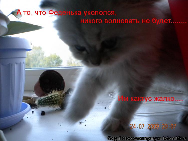 Им кактус жалко.... А то, что Феденька укололся, никого волновать не будет........... Котоматрица: Им кактус жалко.... А то, что Феденька укололся, никого волновать не будет........