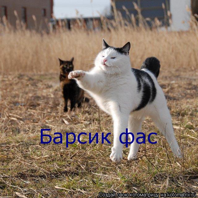 Барсик фас... Котоматрица: Барсик фас