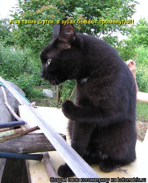А за такие шутки, в зубах бывают промежутки!!... Котоматрица: А за такие шутки, в зубах бывают промежутки!!