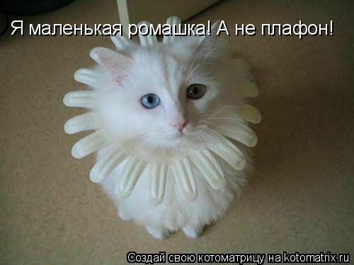 Я маленькая ромашка! А не плафон!... Котоматрица: Я маленькая ромашка! А не плафон!