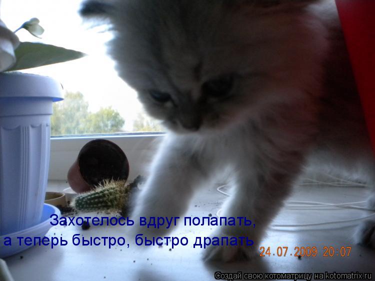 Котоматрица: Захотелось вдруг полапать, а теперь быстро, быстро драпать